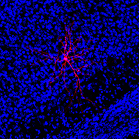 Chubykin Led Research Team that Develop New Robotic System to Study Brain